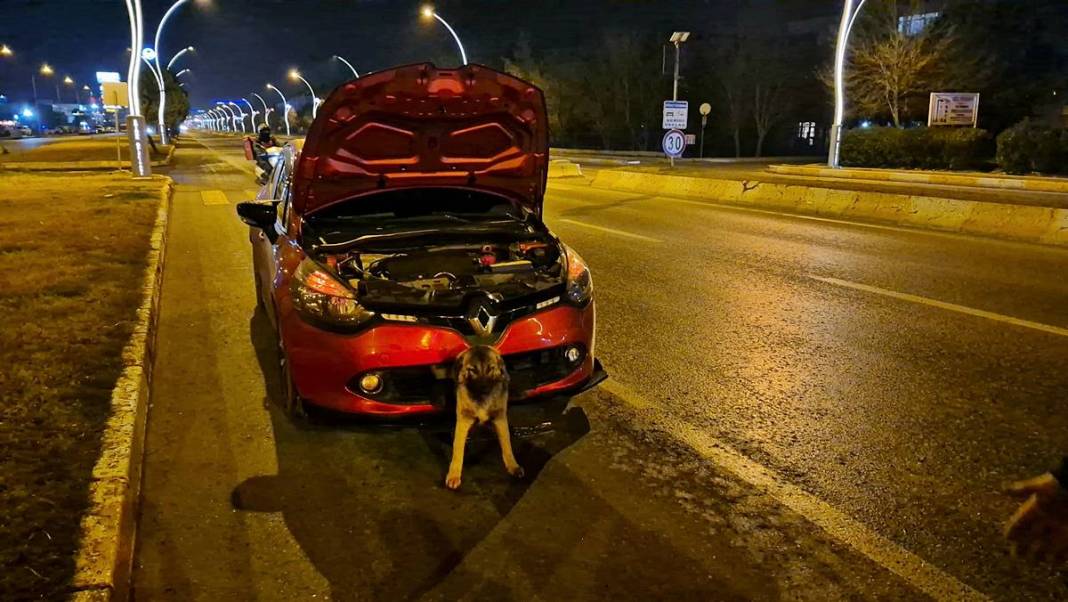 Arabanın çarptığı köpek tampona böyle sıkıştı! İlginç anlar kamerada 2